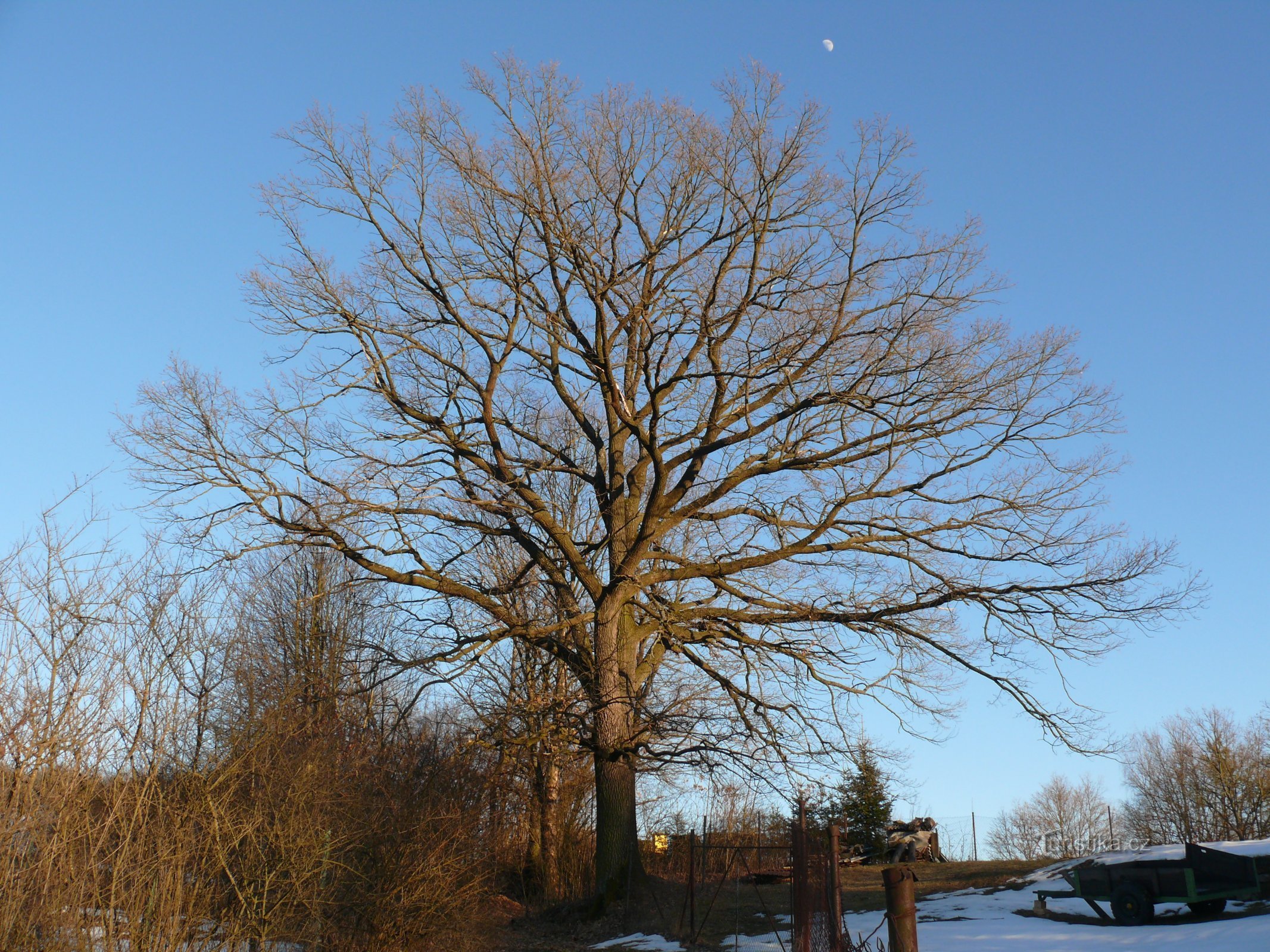 Quercia di Dobrkovic