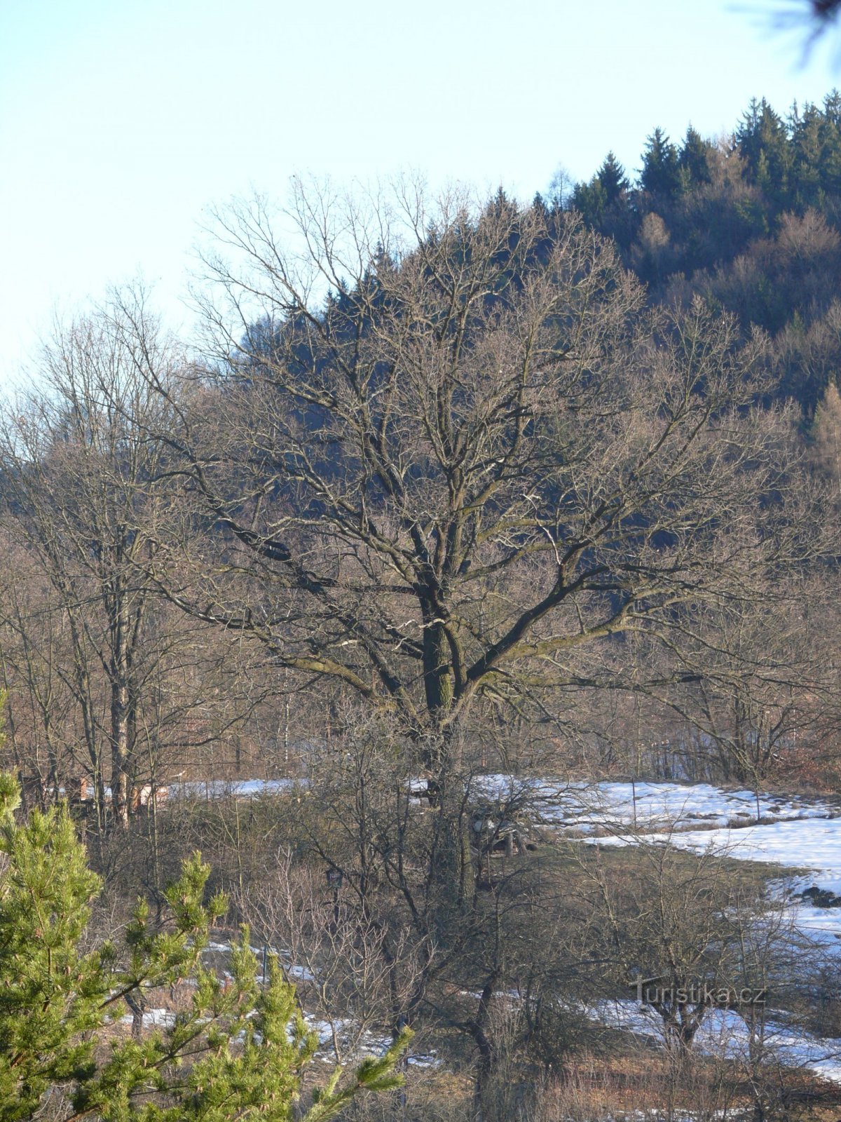 Δρυς Dobrkovice