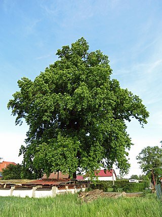 Quercia dohalica