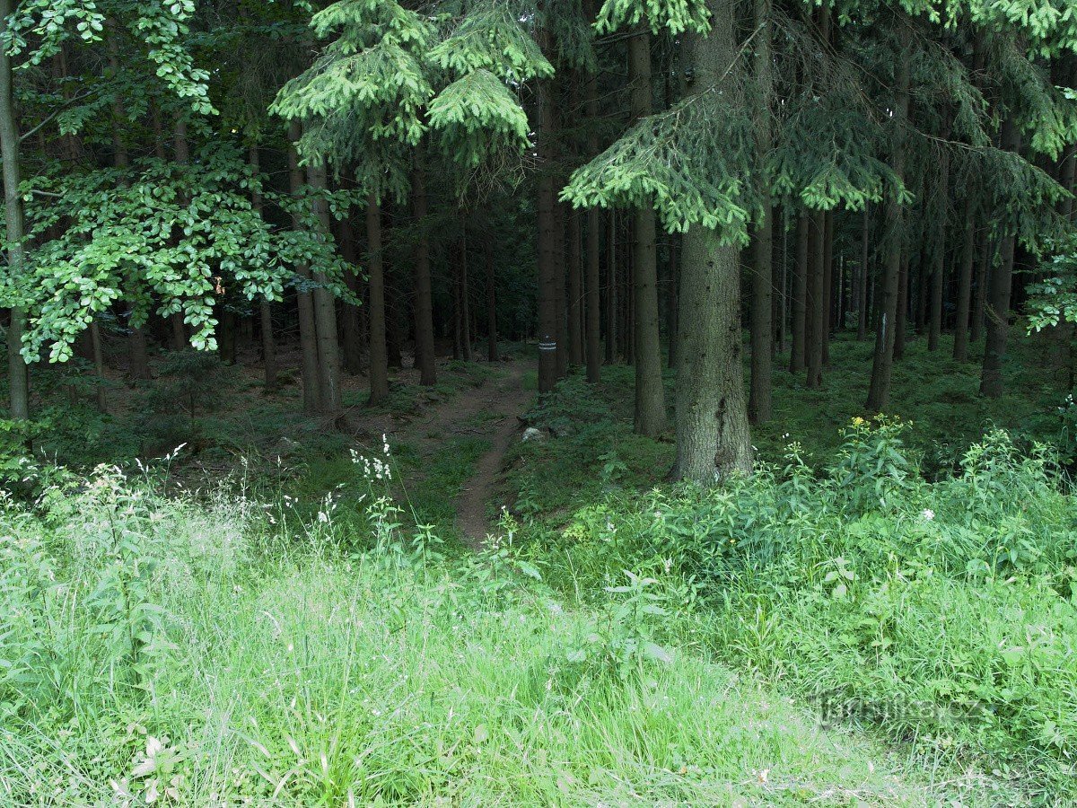 Beneden in het bos