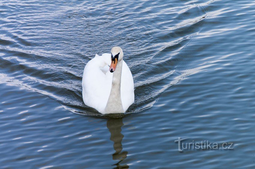 Dolnebousovská Schwan