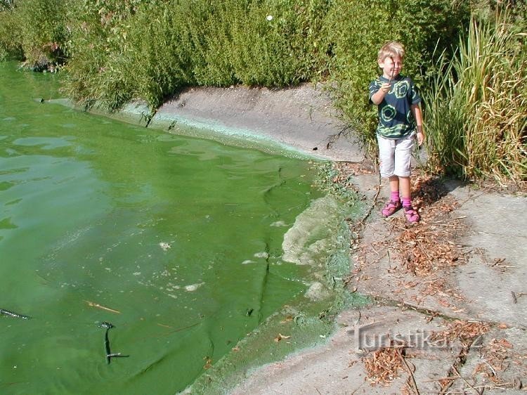 Lagere Bartošovice-vijver