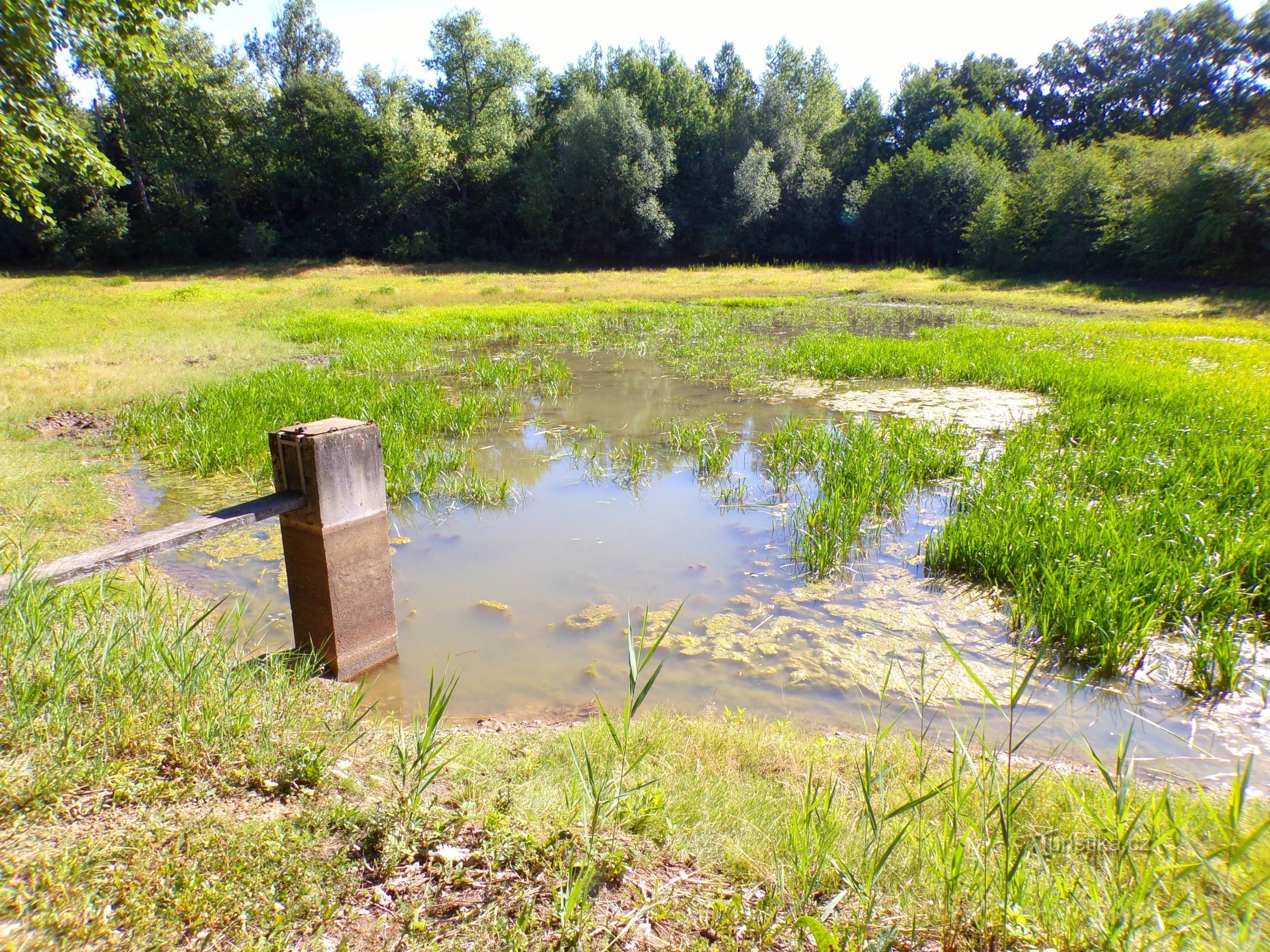 Lago inferior Běloveský (Chýšť, 17.7.2022)