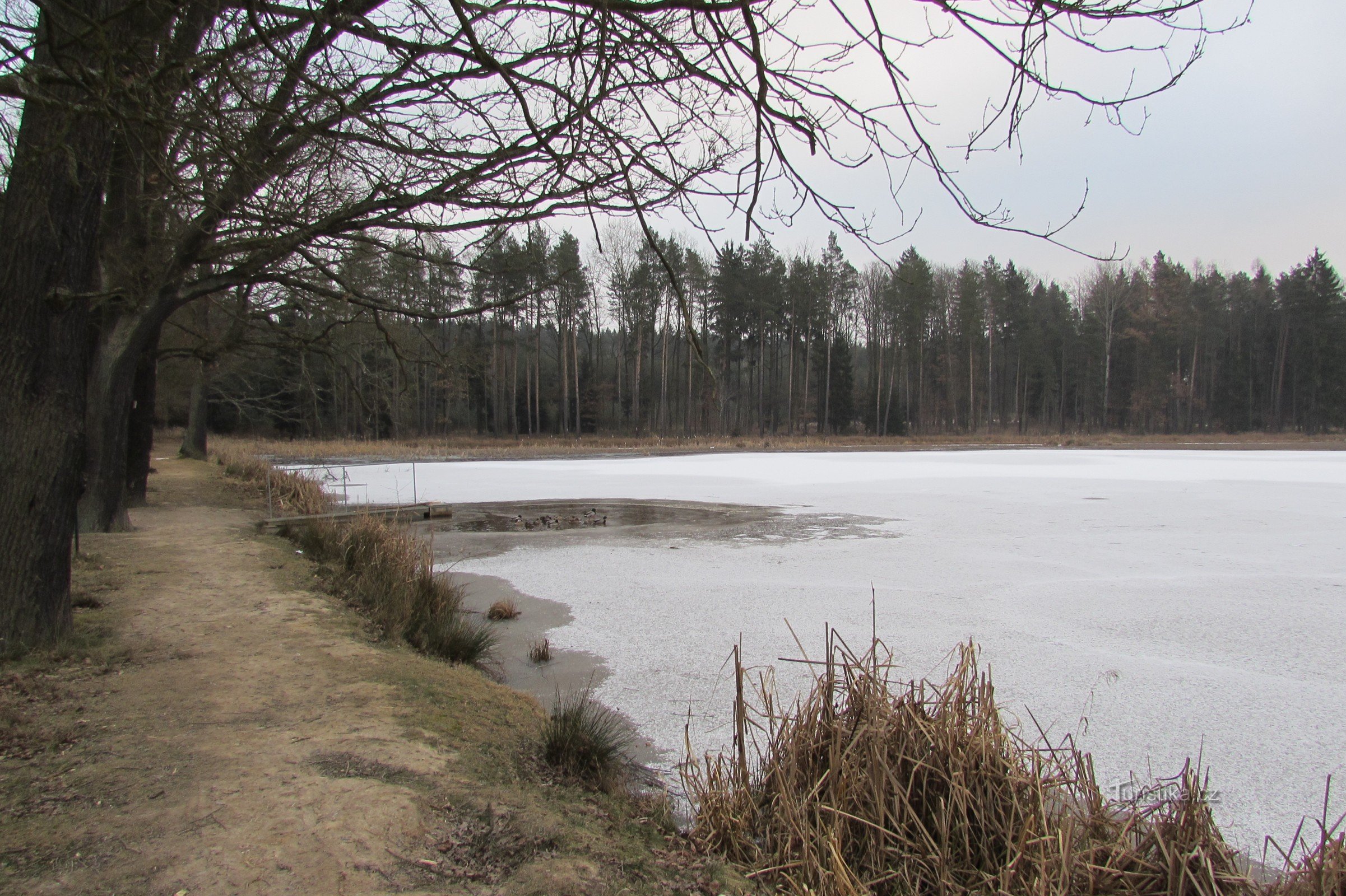 Unterer Kokot-Teich