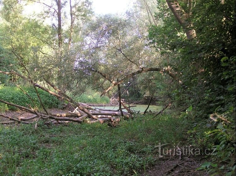 нижній кінець руки