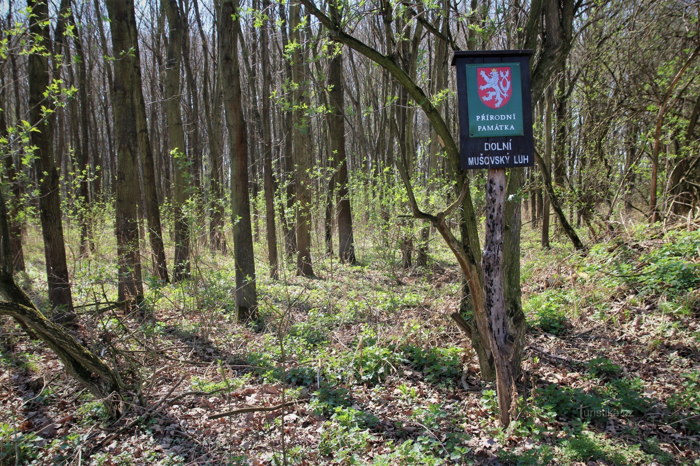 Dolní Mušovský luh - a natural monument