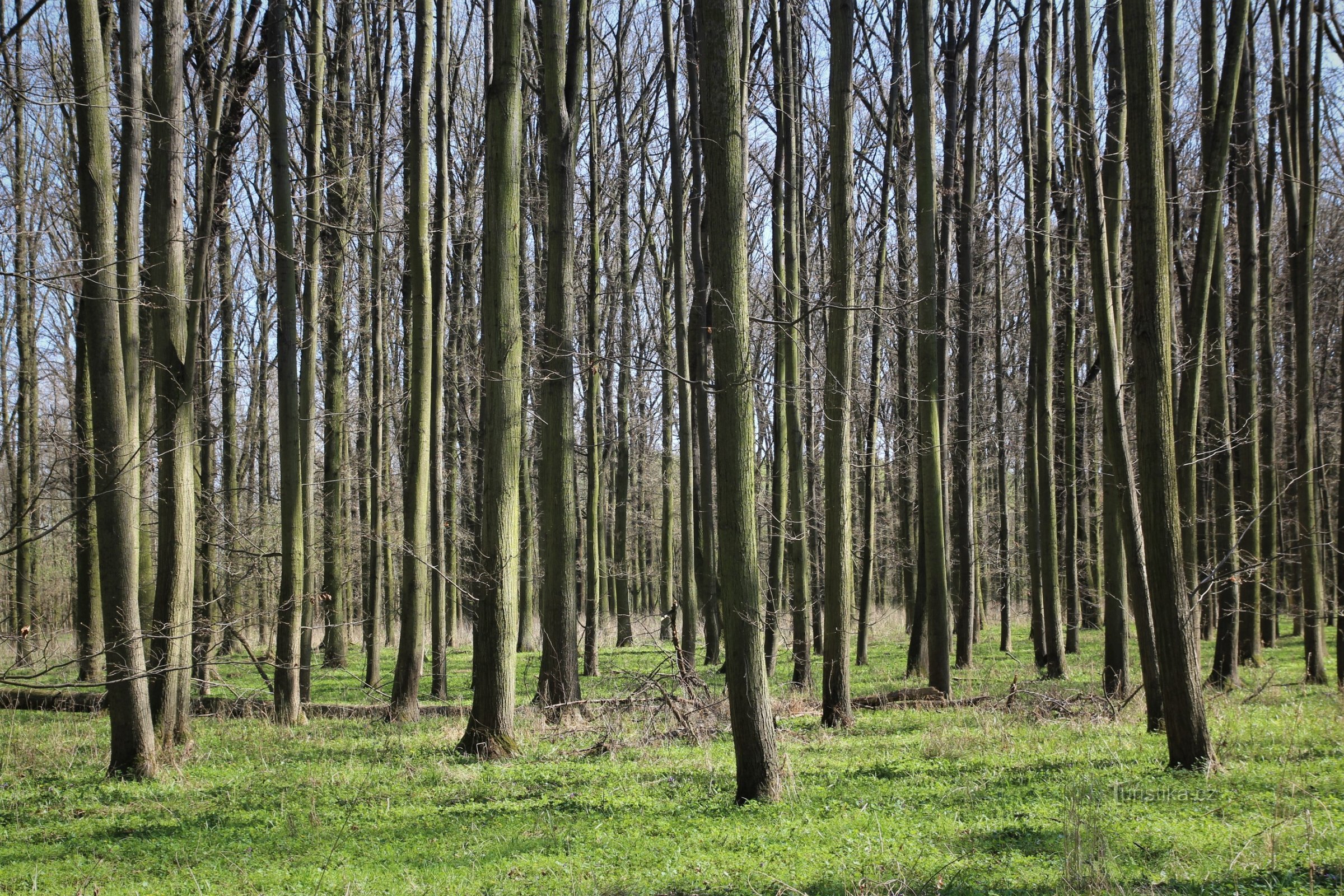 Dolní Mušovský luh - un monumento naturale