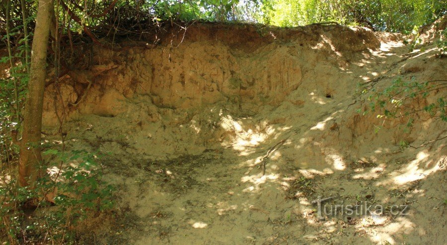 Dolnobojanovická Hlubočka - strati di loess esposti