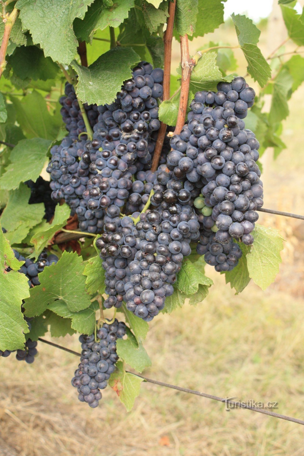 Dolnokounický vineyard