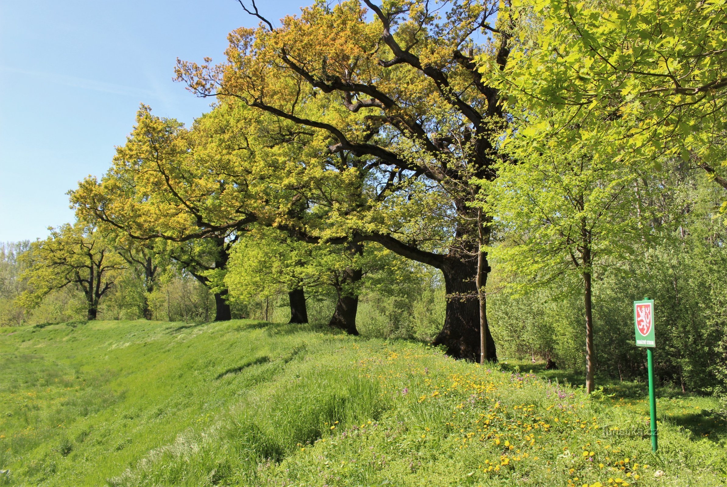 Dęby Dolnovéstonskie