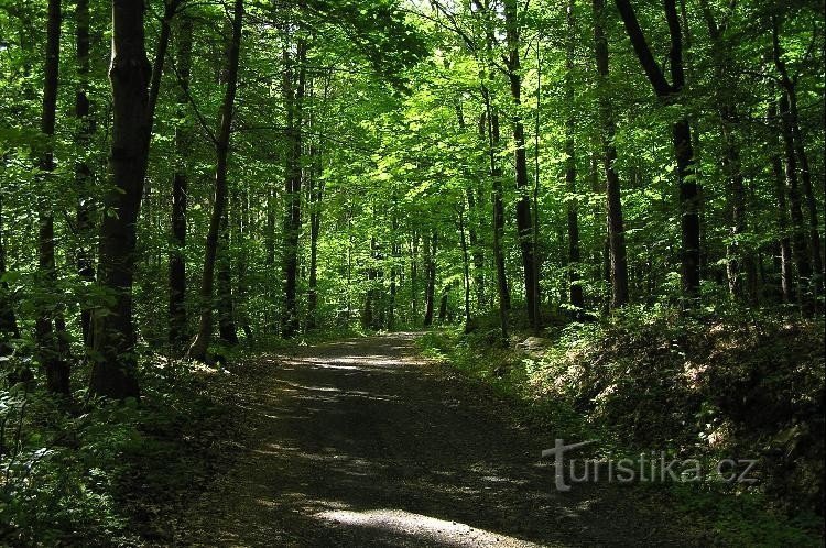 Domaslavické údolí: Straße im Tal