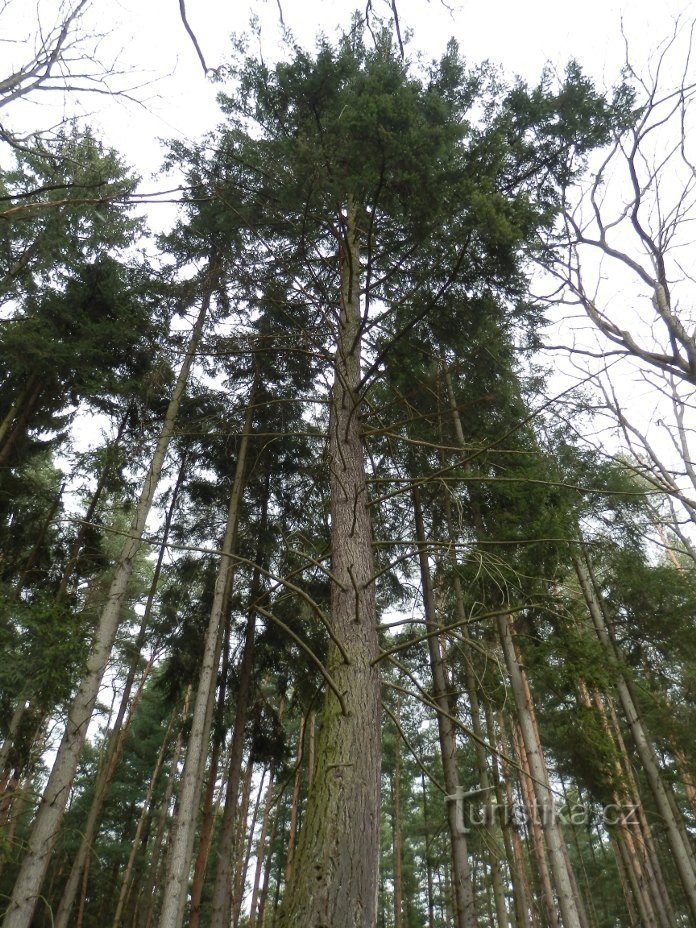 Douglas-fir - μια θέα στο στέμμα του δέντρου