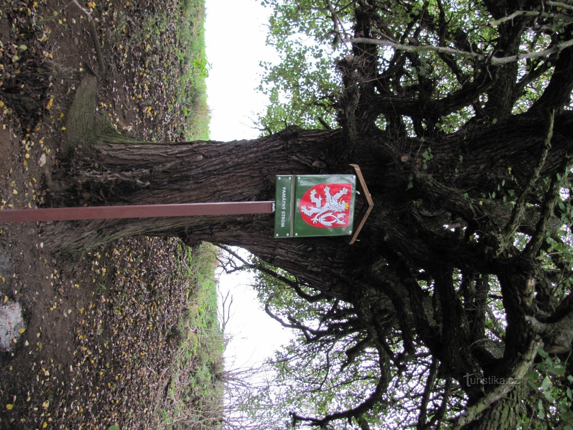 Poire du moulin Drásovská