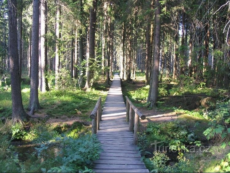 Passerelle en bois de l'entrée de la réserve à l'étang de mousse