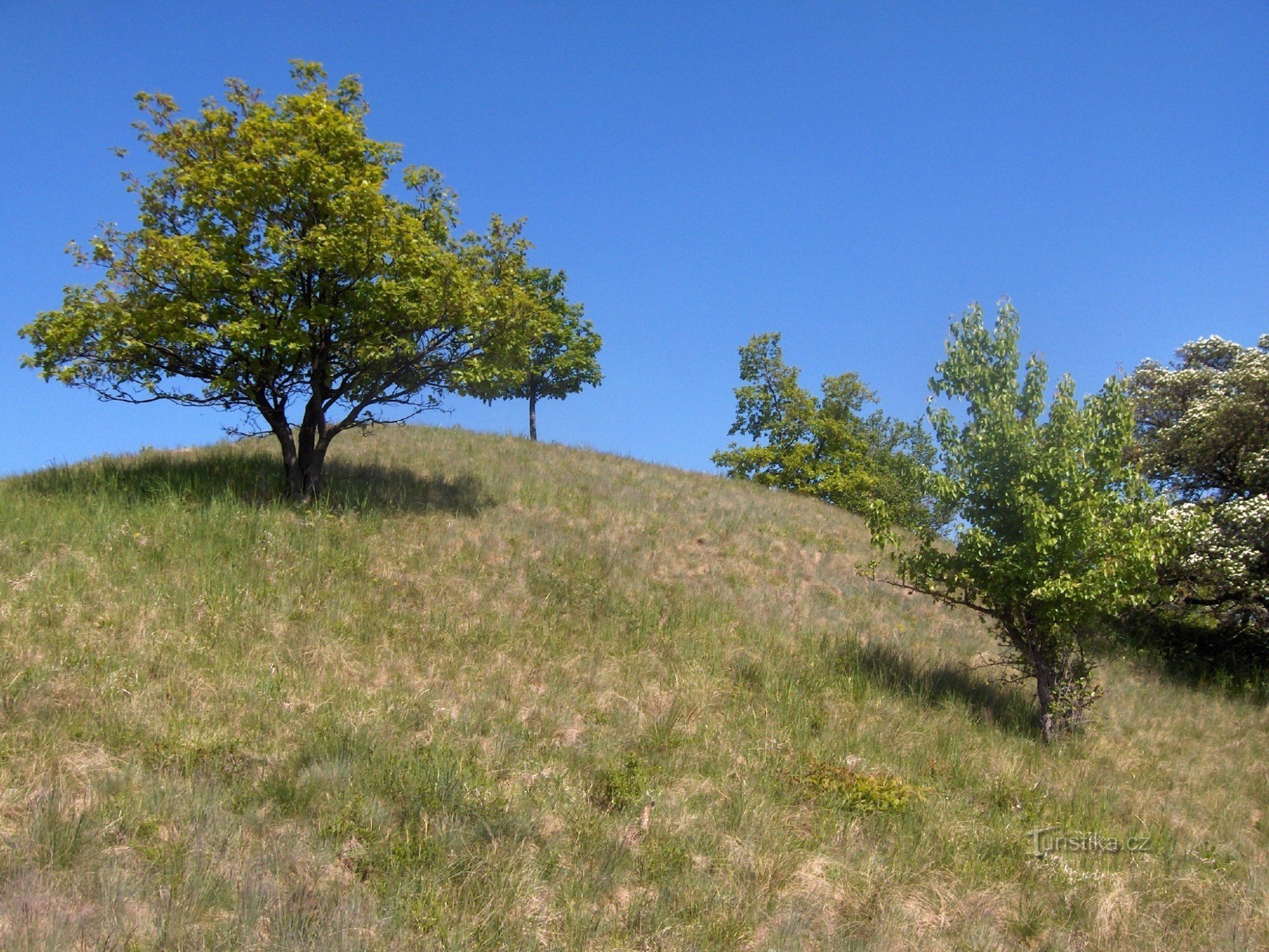 Souche d'arbre