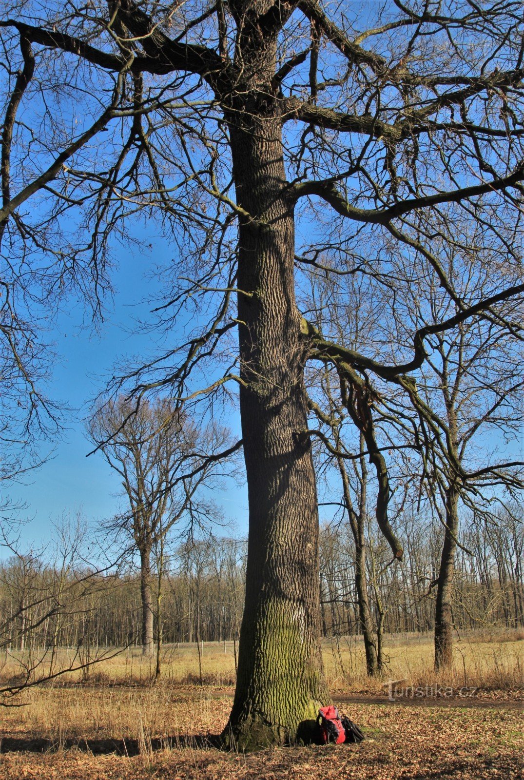 Drnholecký luh - nepozaben poletni hrast