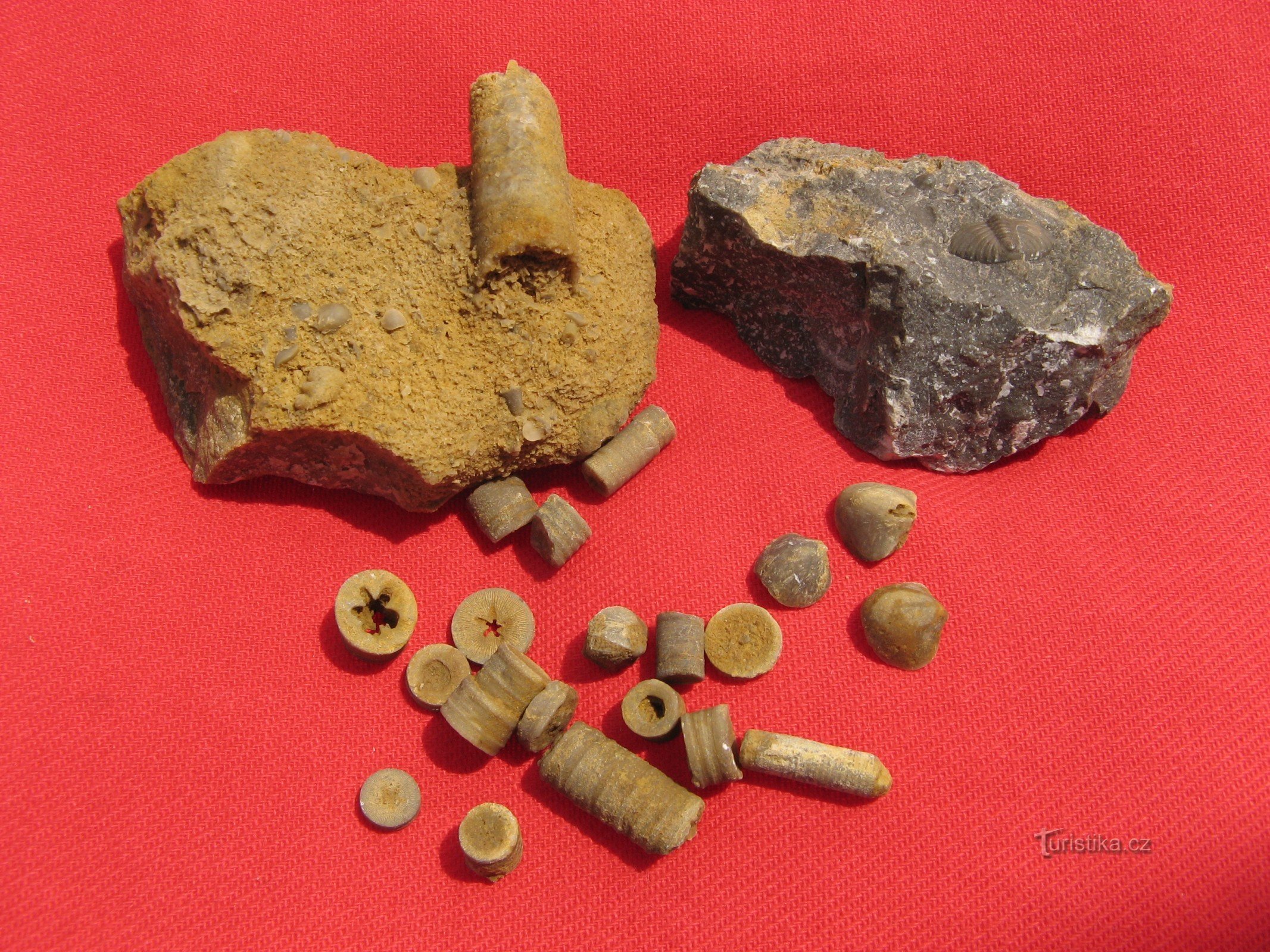 Majhni fosili s pobočja Lobolite