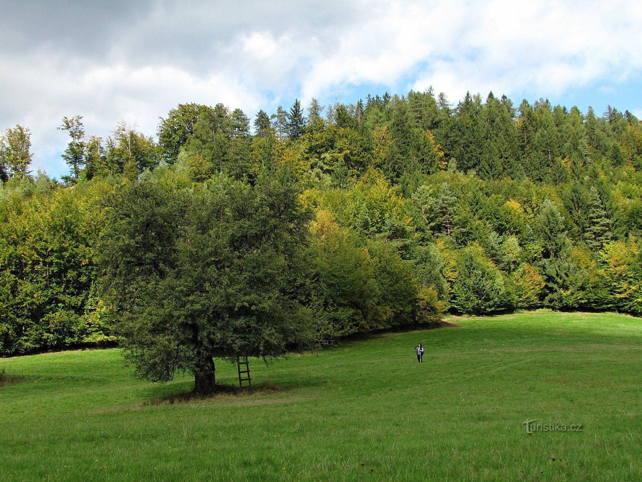 Držková - стара груша