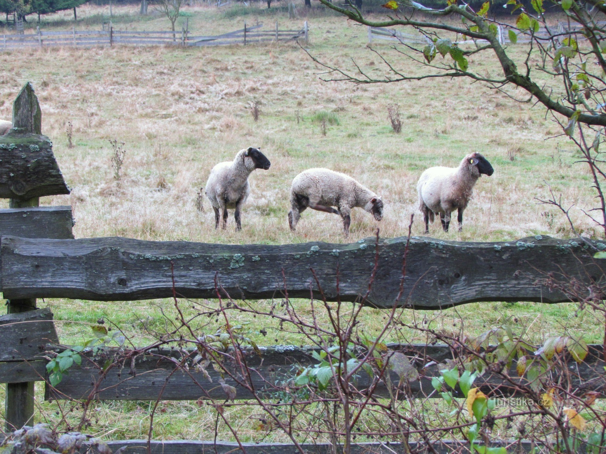 Drzkov sheep