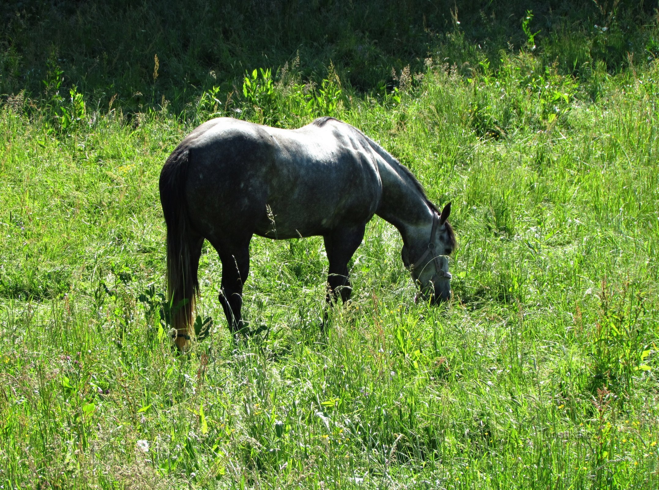 Držkove pastorale