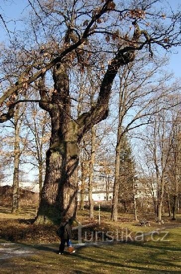 Dub 21: Dựa trên bài thơ kỷ niệm về cây sồi Dalovic, được viết bởi Theodor vào năm 1810
