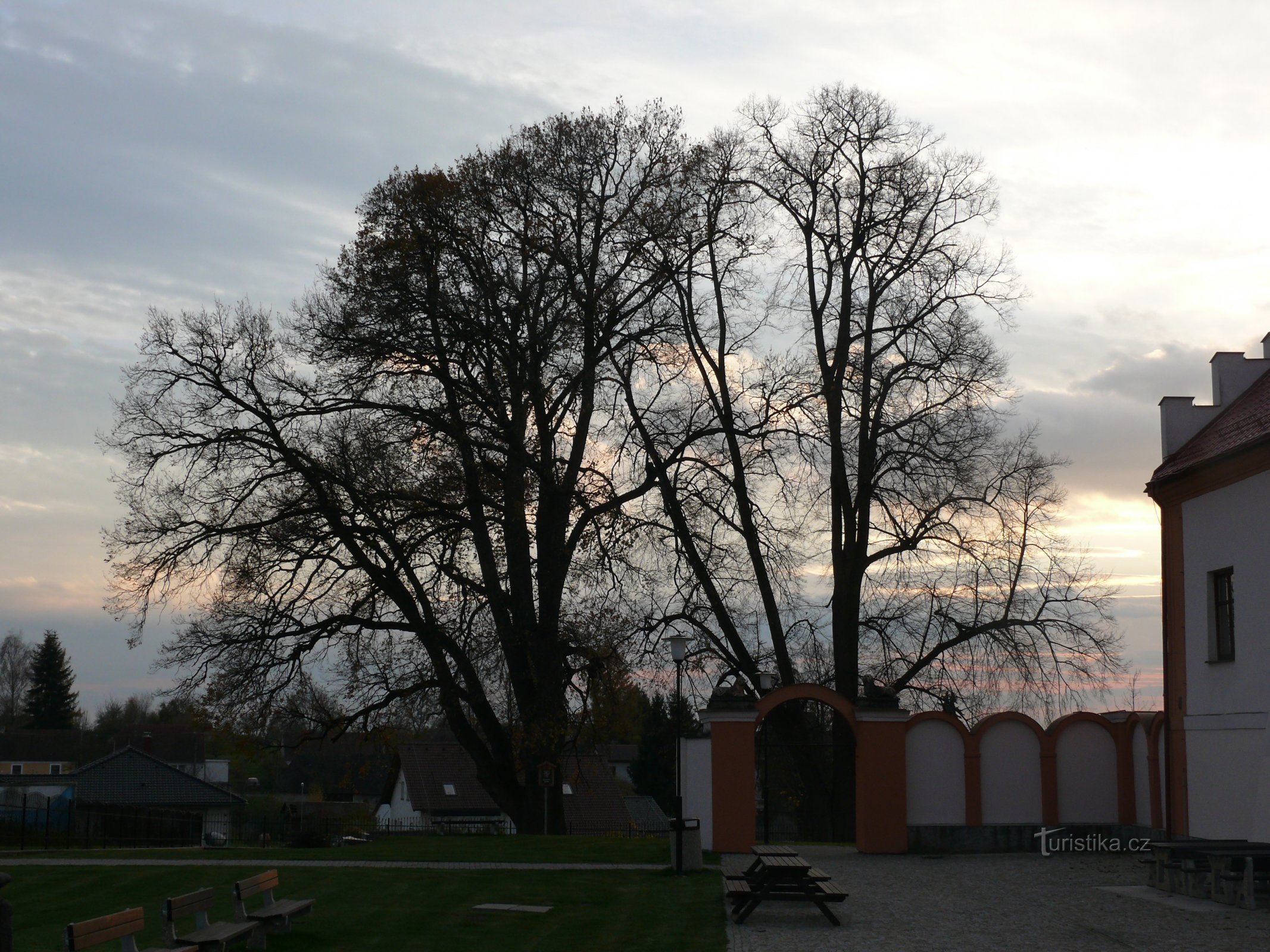 Eik en linde in Myslkovice voor zonsondergang