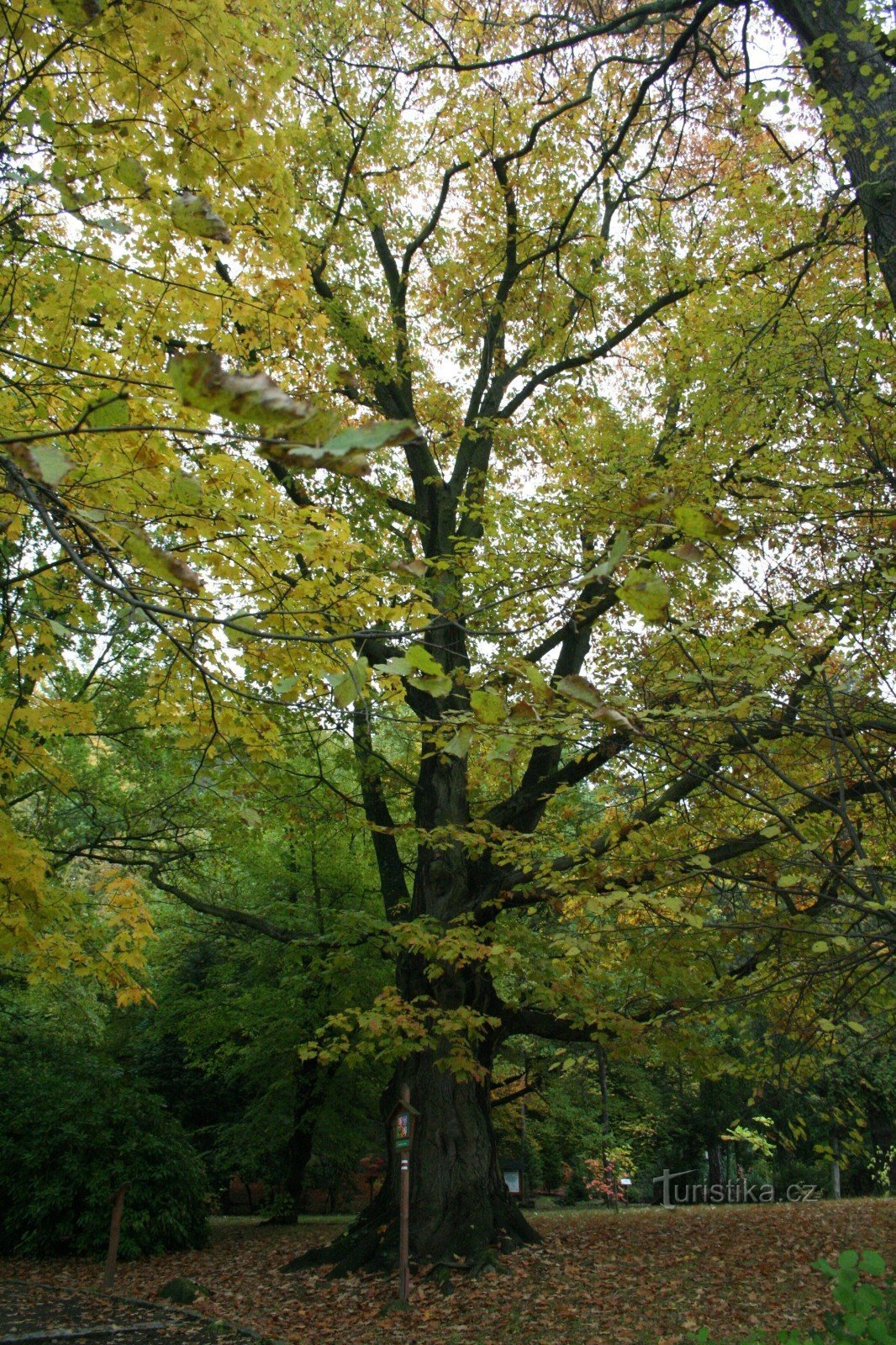 Quercia rossa su Kvádrberk