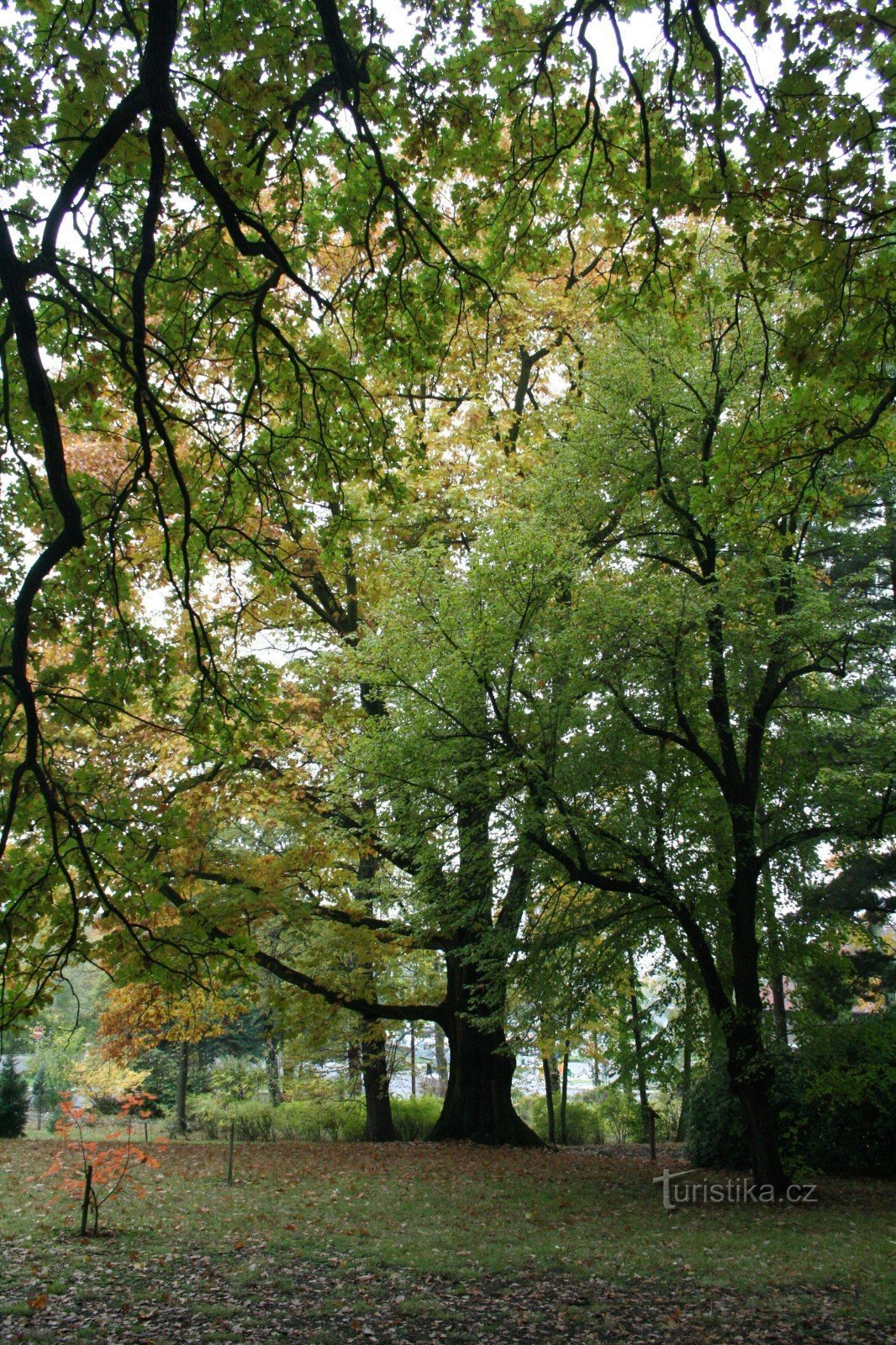 Red oak on Kvádrberk