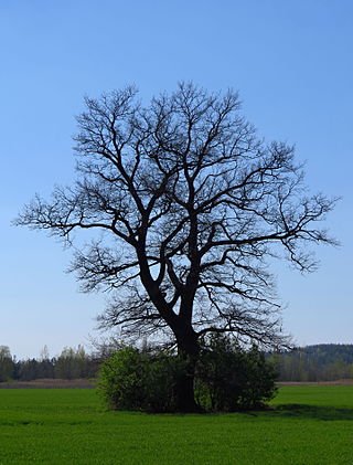 Quercia estiva