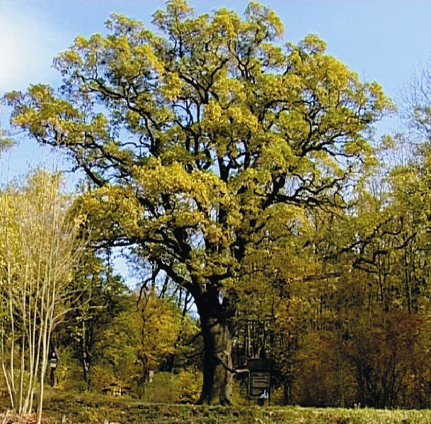 Summer Oak av Václav Vojtěch