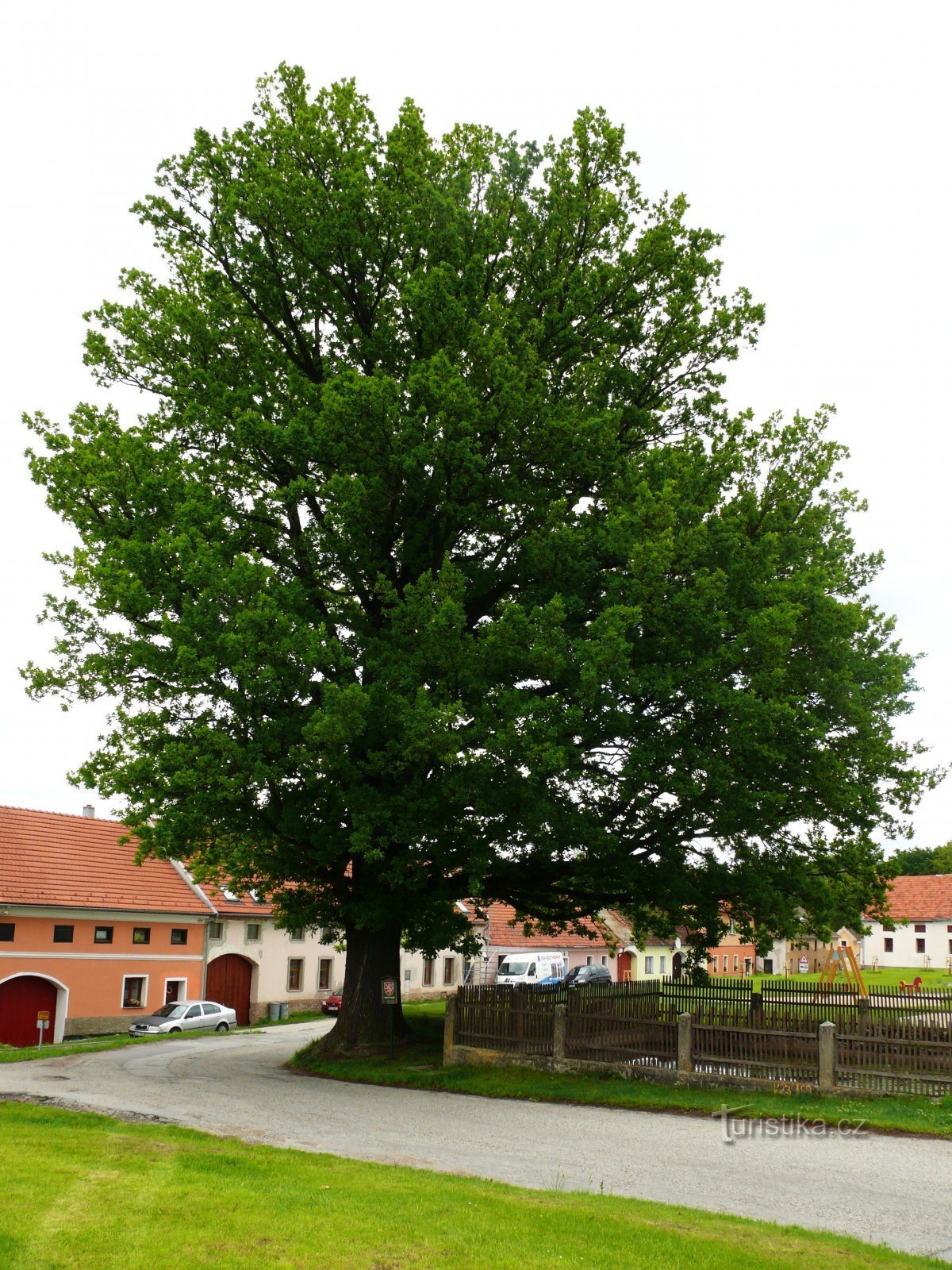 The oak has an asymmetrical crown