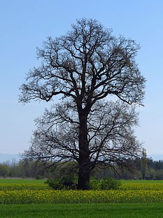 Quercia sul fango