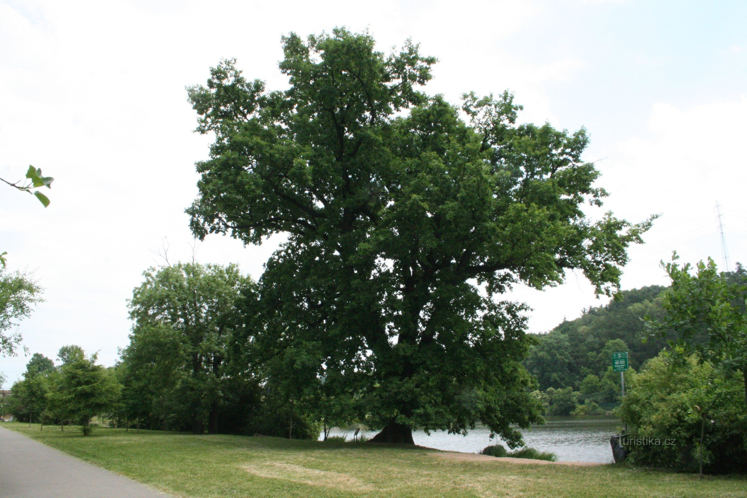 Una quercia sulla diga dello stagno di Libocý