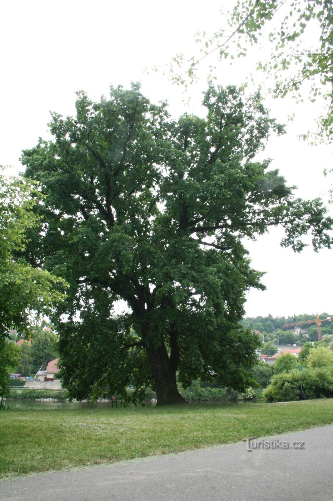 Et egetræ på diget ved Libocký-dammen