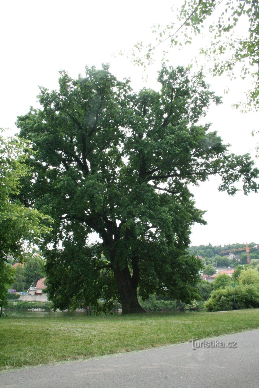 Hrast na nasipu Libočkog ribnjaka