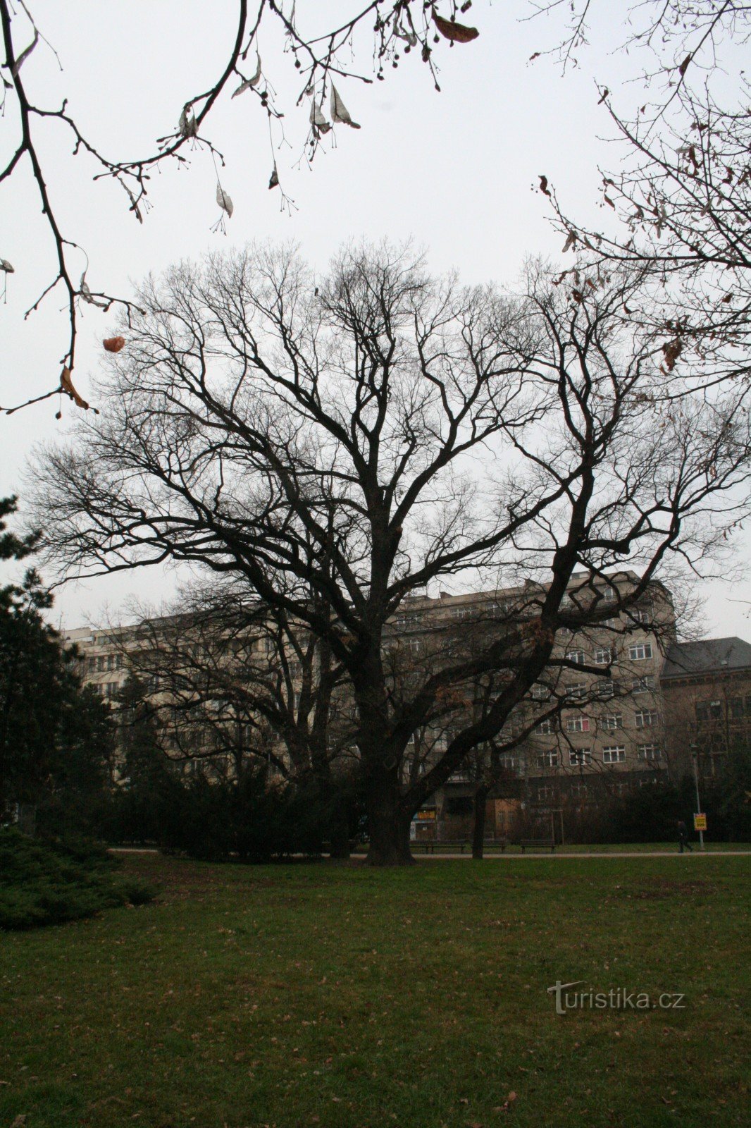 Oak trên Moravské náměstí