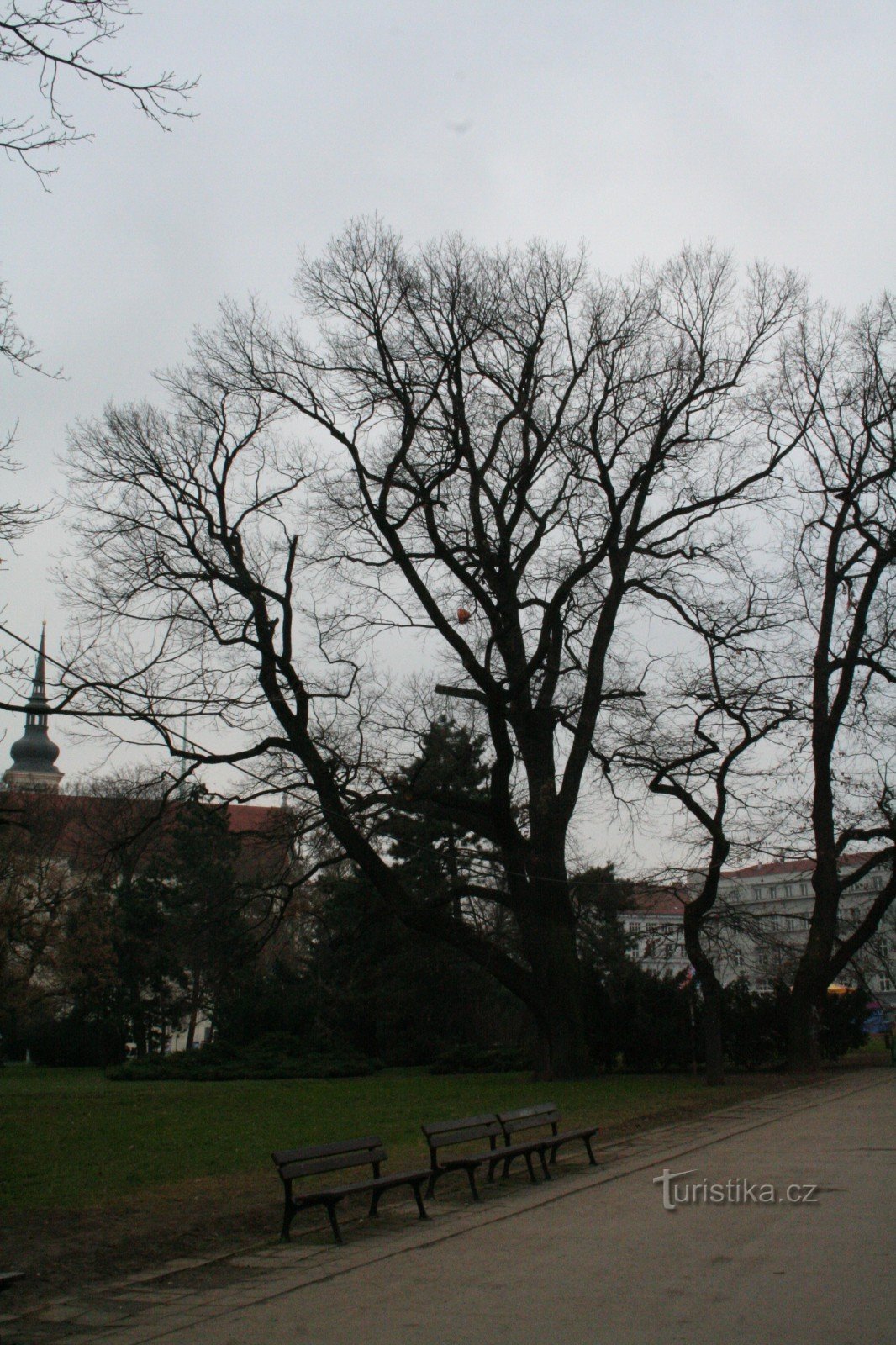 Oak trên Moravské náměstí