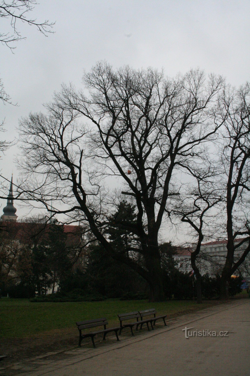 Oak on Moravské náměstí