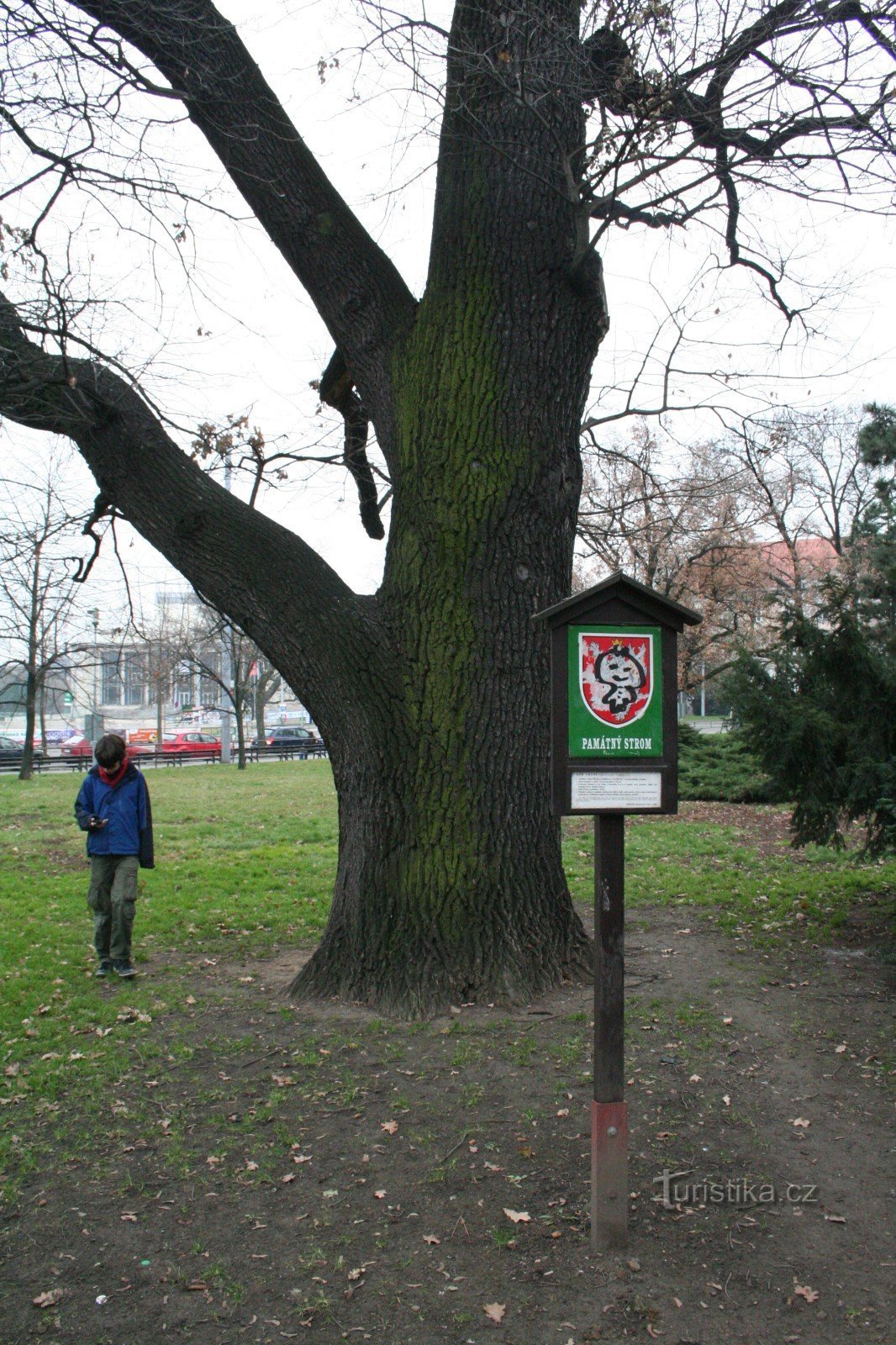 Дуб на Moravské náměstí