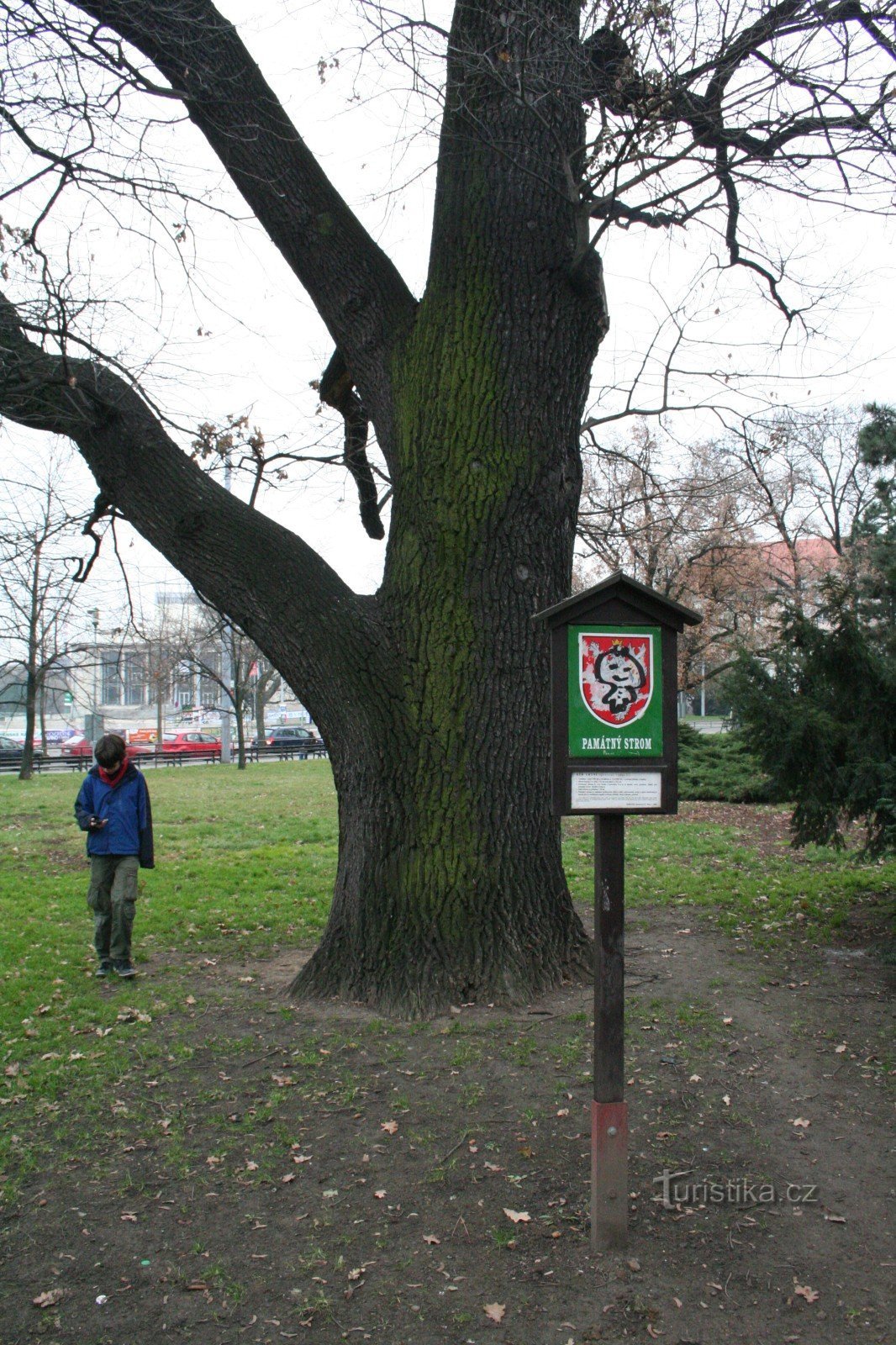 Oak on Moravské náměstí