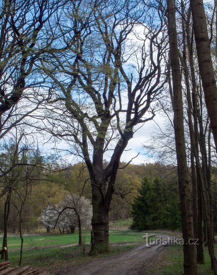 Oak under Skalka