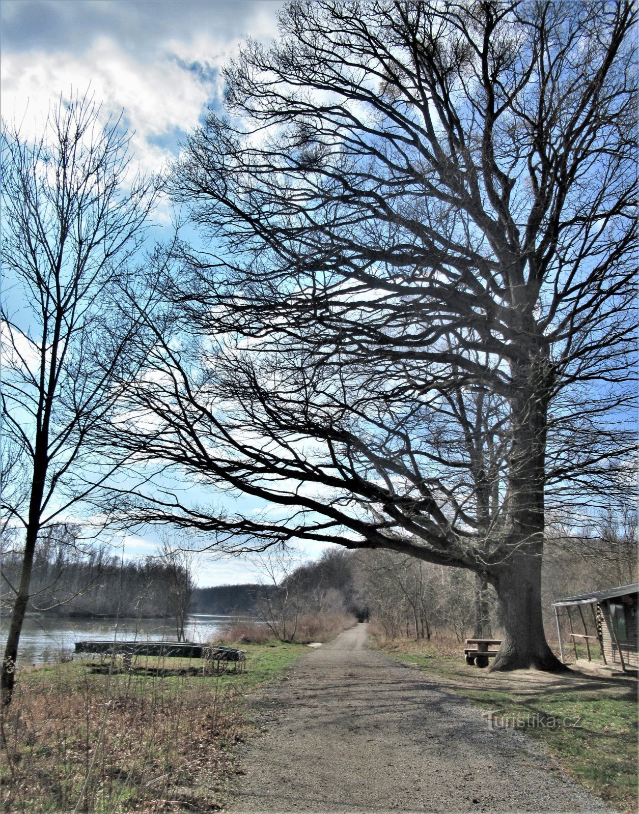 Egetræet er placeret ved den asfalterede adgangsvej og ved bredden af ​​Morava-floden