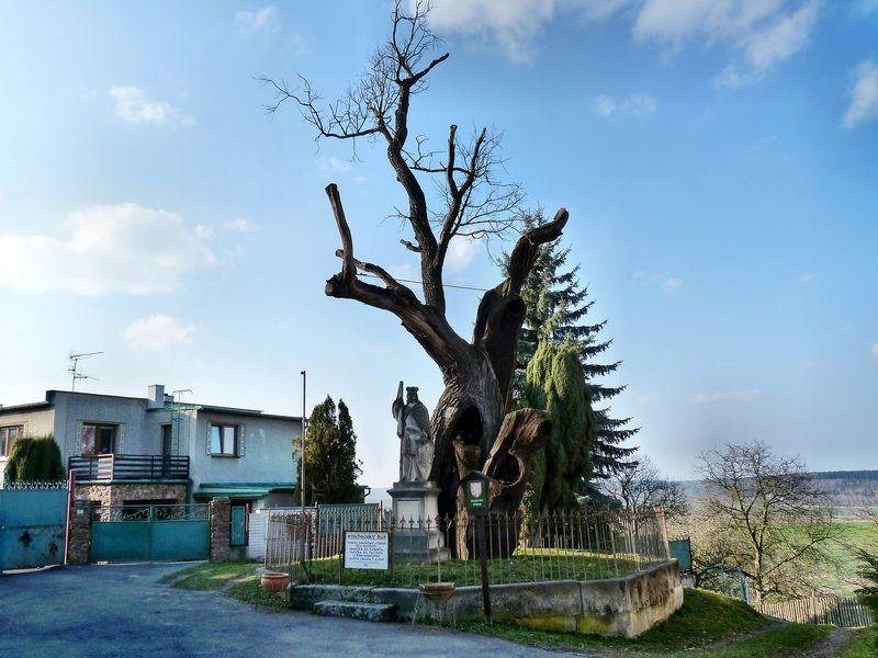 dub svatého Václava