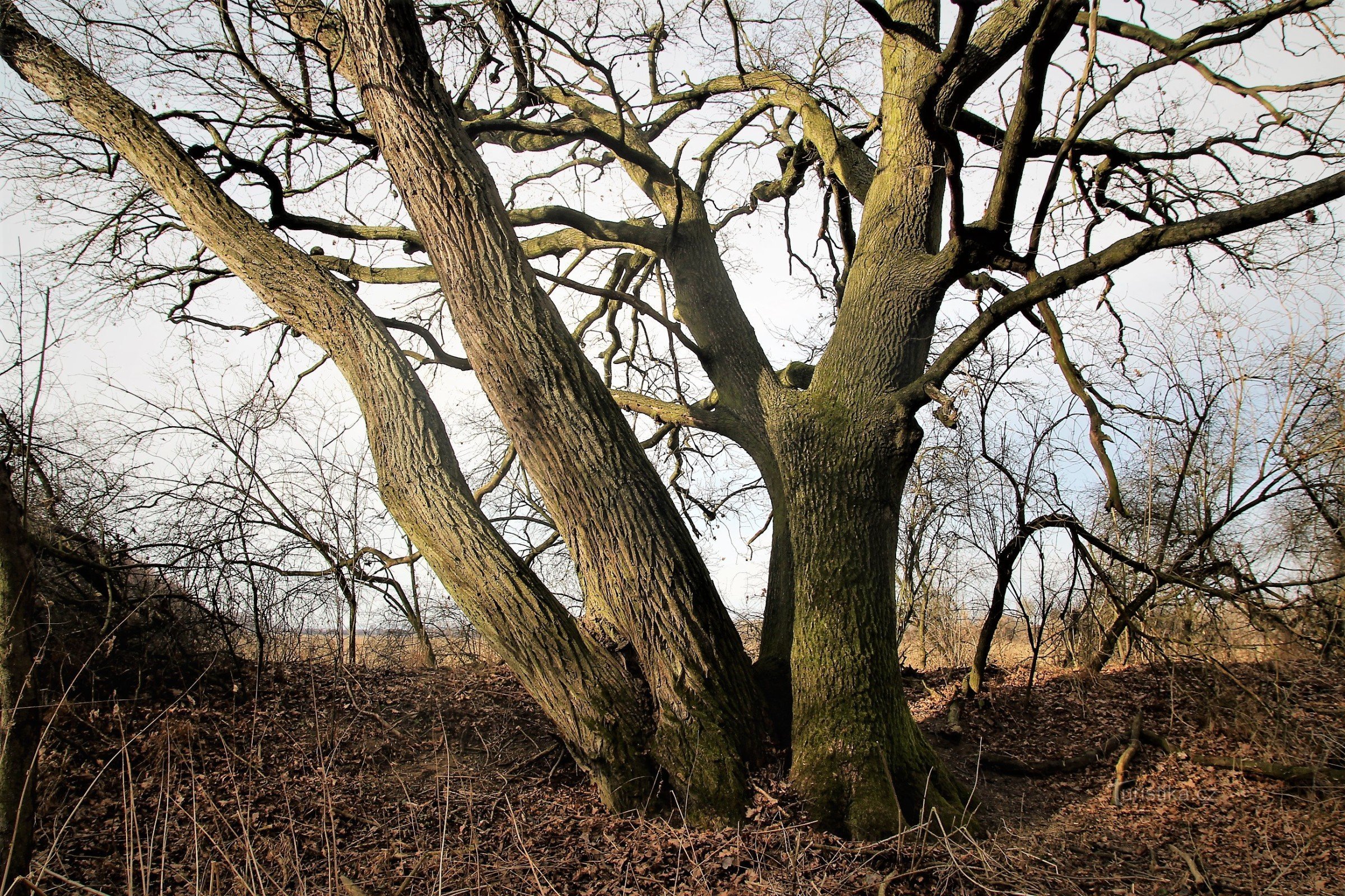 O carvalho Troják é uma árvore muito interessante pela sua forma
