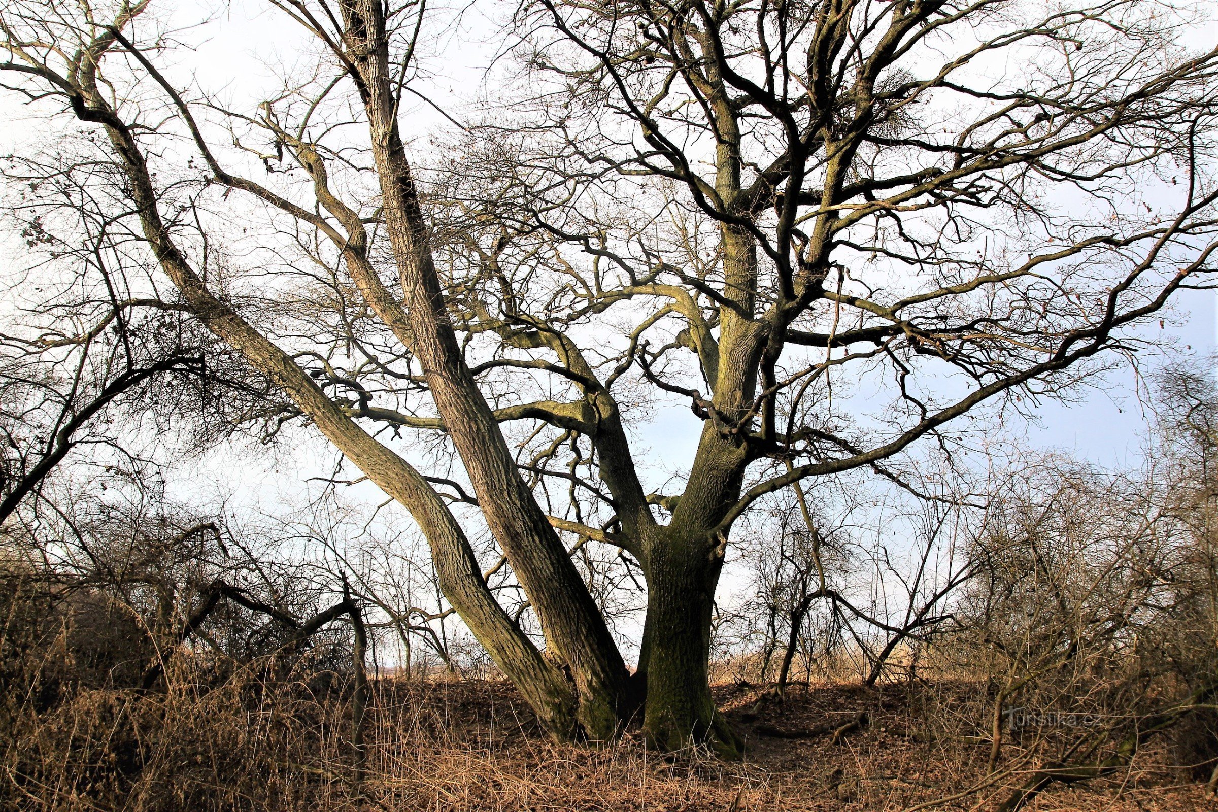 The Troják oak tree grows in a shrubby border at the edge of the forest
