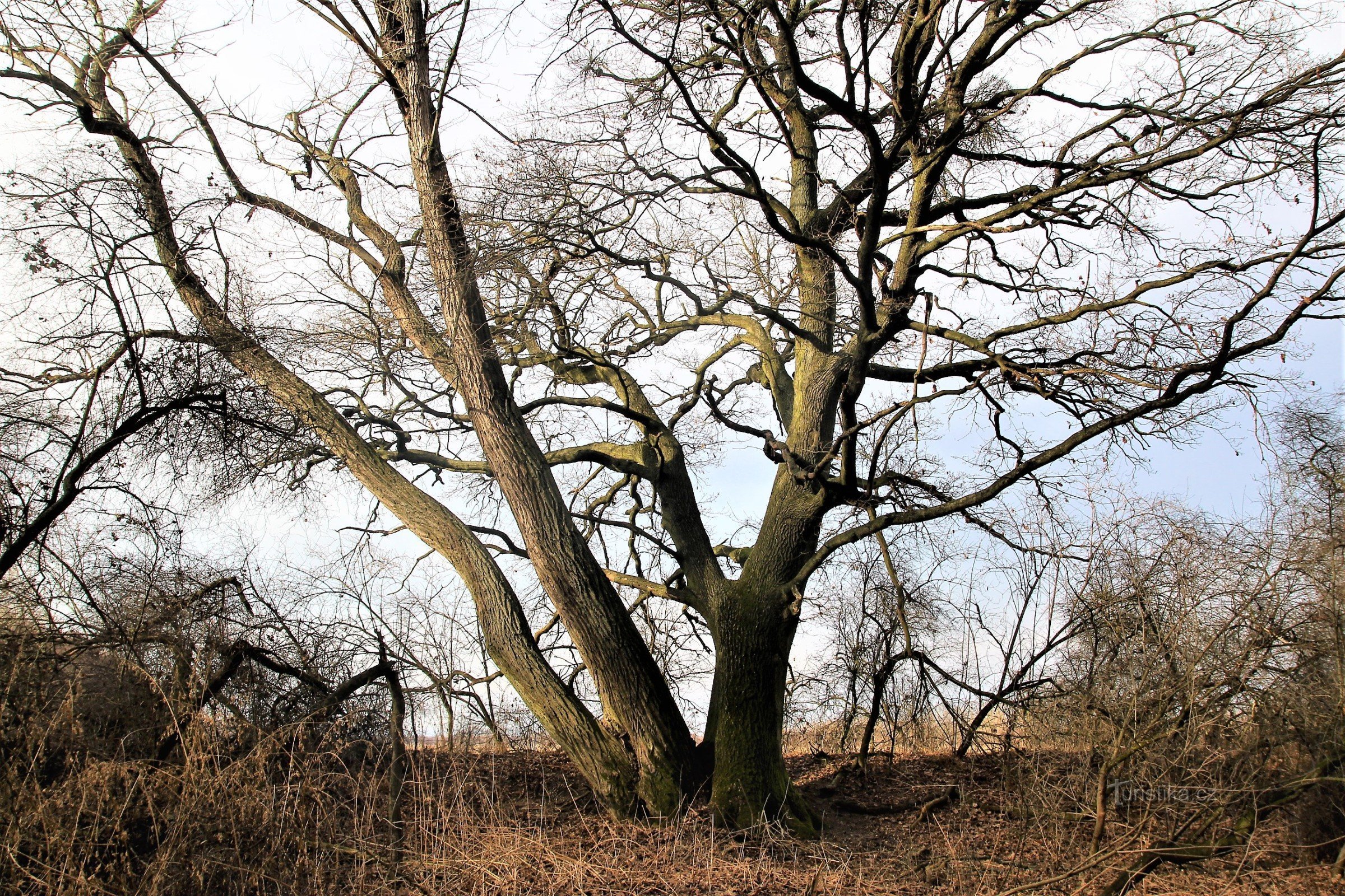 De Troják-eik groeit in een struikgewas aan de rand van het bos