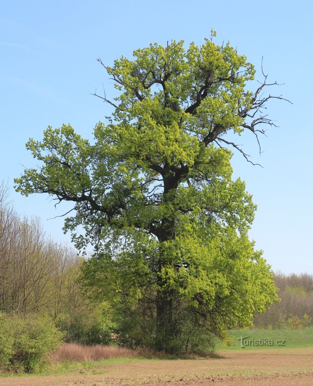 Oak perto da Bulgária do lado leste