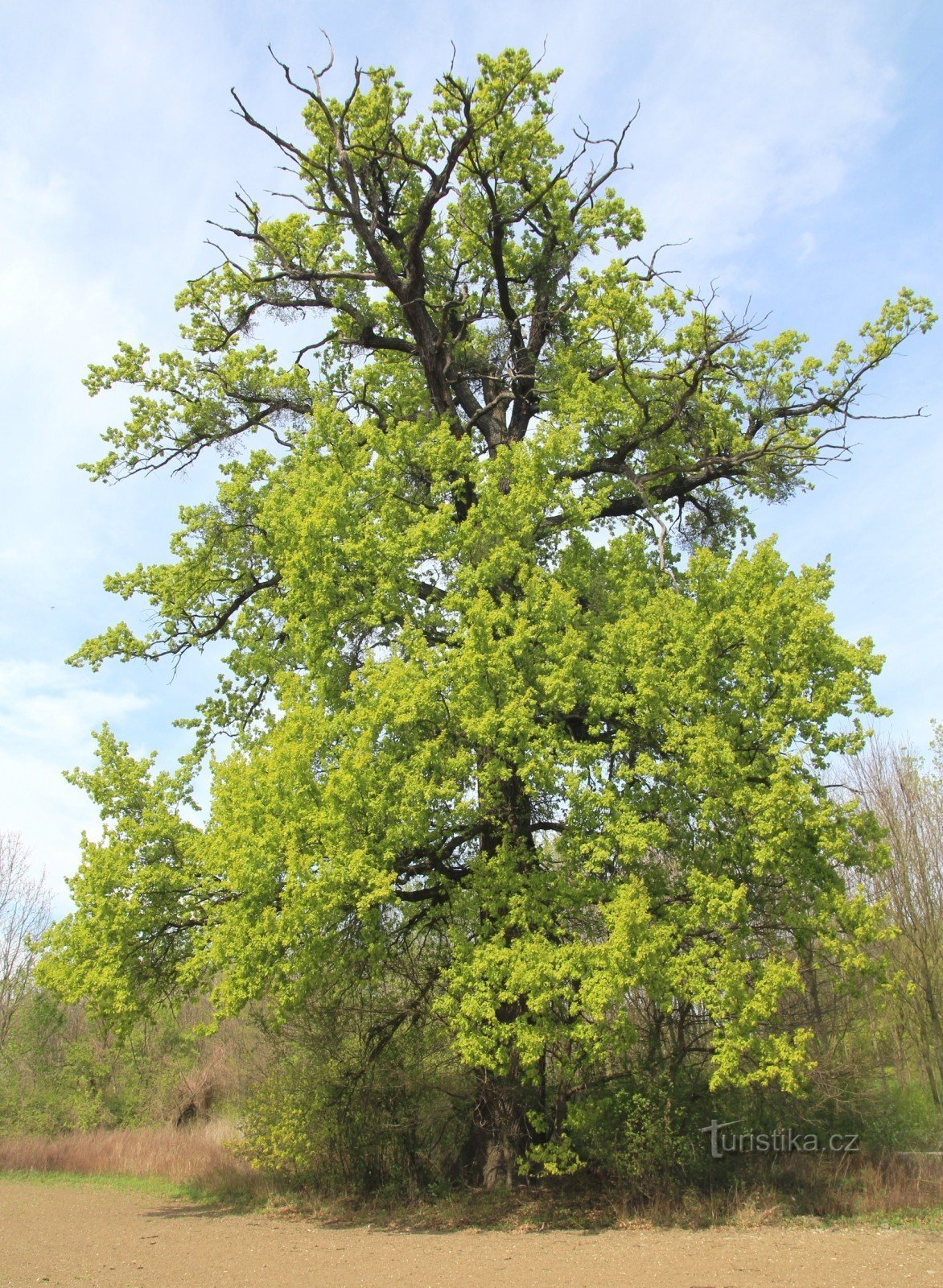 Roble cerca de Bulgaria desde el lado oeste