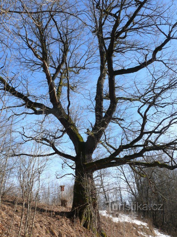 Eiche an der Wand des Teufels