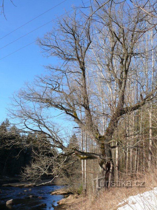 Een eik bij de Duivelsmuur boven de rivier de Moldau